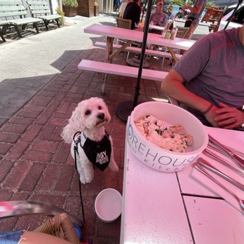 Shorehouse Kitchen - Dog breakfast - Coffee & Tea Near Me - La Jolla, California Shorehouse Kitchen - Dog breakfast - Coffee & Tea Near Me - La Jolla, California