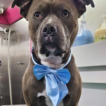 Precious Pets - Pet Groomers Near Me - Newark, New Jersey