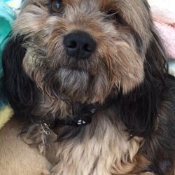 Mill Creek Veterinary Hospital - Kale of K9 Paw Print Rescue thanks you for taking care of him!