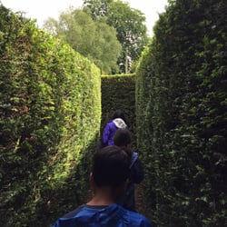 Dragonfly Maze