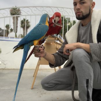 blue tongue lizard toy