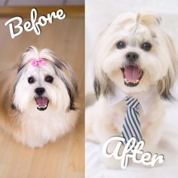 I was so terrified to have him trimmed, but thanks to Yuka, he still looks adorable and above all, well groomed ;)