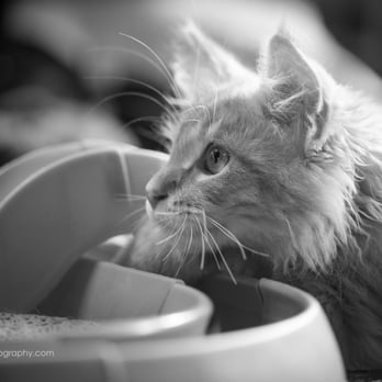 Allison Baerin Photography - Pet Photography Near Me Allison Baerin Photography - Pet Photography Near Me