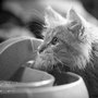 Photo of Allison Baerin Photography