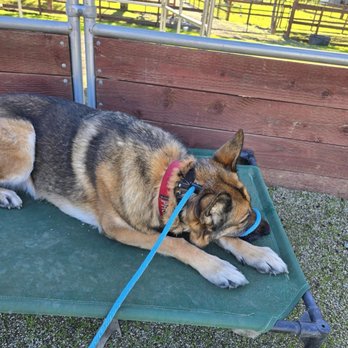 Inclined Canine Academy - Dog learning to embrace the Zen Zone. - Pet Training Near Me - Morgan Hill, California Inclined Canine Academy - Dog learning to embrace the Zen Zone. - Pet Training Near Me - Morgan Hill, California