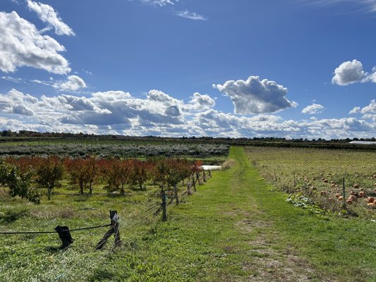 Belkin Family Lookout Farm - U-Pick Orchard - Taproom, Outdoor Dining and Market by null