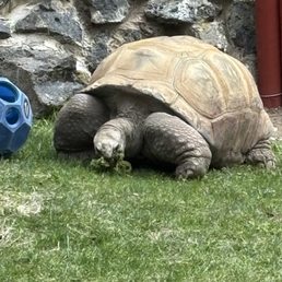 Omar the Tortoise Omar the Tortoise