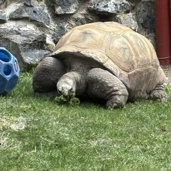 Idaho Falls Zoo - Omar the Tortoise - Zoos Near Me - Idaho Falls, Idaho Idaho Falls Zoo - Omar the Tortoise - Zoos Near Me - Idaho Falls, Idaho