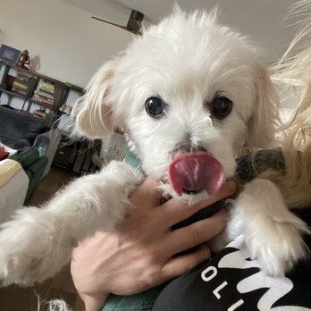 Fancy Tails - She loves and holds the pups all the time - Dog Walkers Near Me - Hermosa Beach, California