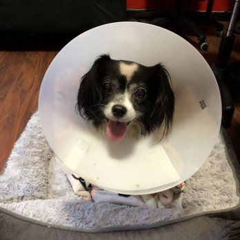 Burbank Pet Hospital - Fluffy went in to remove large mass from breast. - Veterinarians Near Me - San Jose, California
