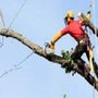 Photo of Kustom Trim Tree Service