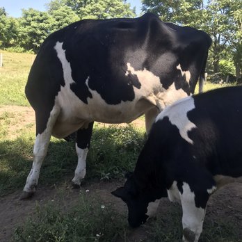 Muscoot Farm - Farmers Market Near Me - Katonah, New York