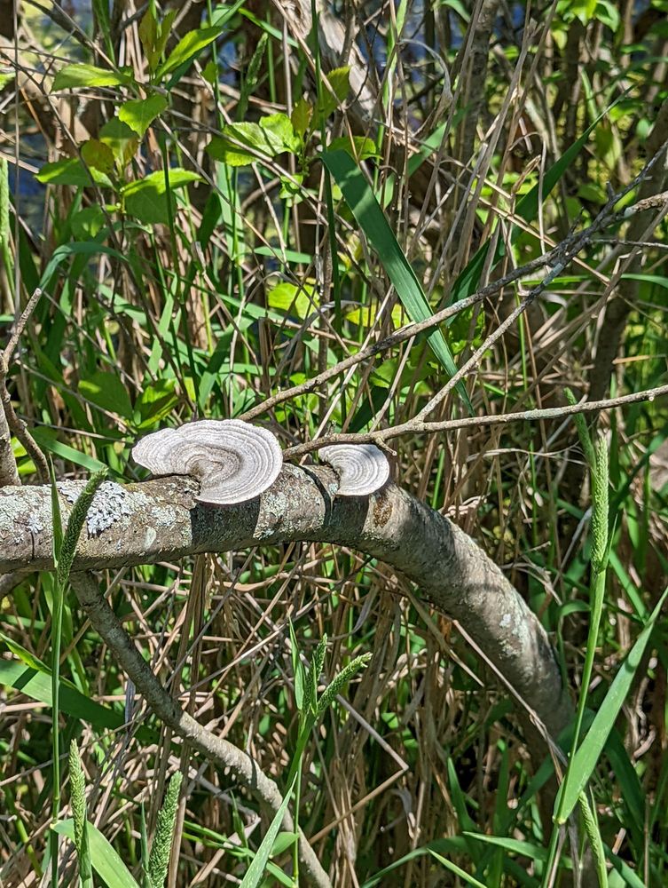 Spicer Lake Nature Preserve