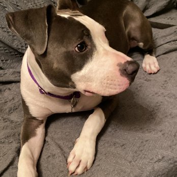 Karma Dog Training - The goodest dog in the world. - Pet Training Near Me Karma Dog Training - The goodest dog in the world. - Pet Training Near Me