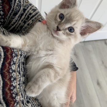 SD Ragdolls - Pet Breeders Near Me - Beverly Hills, California SD Ragdolls - Pet Breeders Near Me - Beverly Hills, California