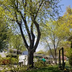 Greenworks Lawn Landscape & Trees - Tree trimming from a bucket.