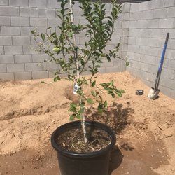Marbil Nursery Creations - Mexican Lime