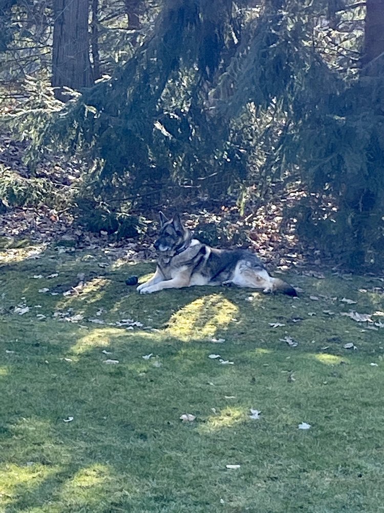 NILES VETERINARY CLINIC Updated September 2024 11 Photos & 11 Reviews 1007 Youngstown