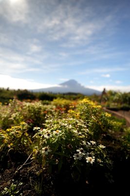 Lake Kawaguchi by null