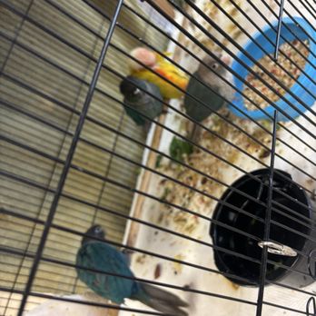 Omar's Exotic Birds - Pet Sitting Near Me - Mission Viejo, California