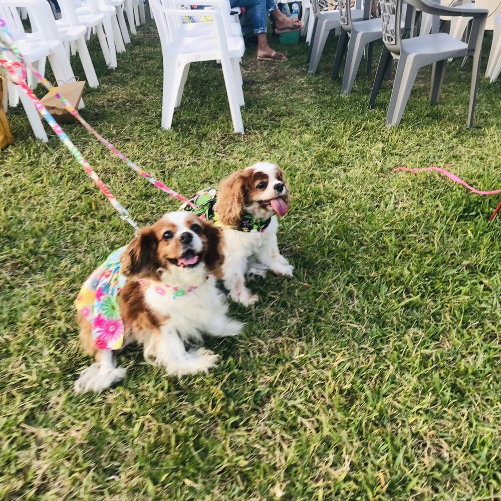 American Stage - Cute pup sisters - Performing Arts Near Me - Saint Petersburg, Florida