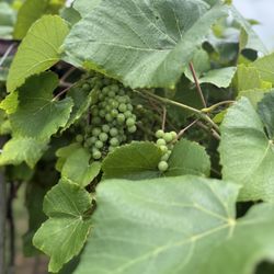 Chateau Meichtry Family Vineyard and Winery - Grapes in the vineyard