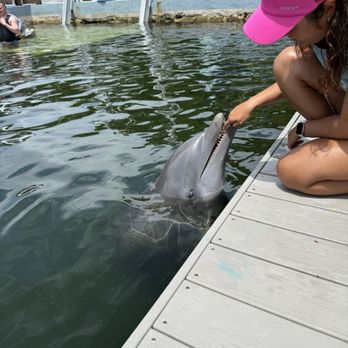 Dolphins Plus Marine Mammal Responder - Aquariums Near Me - Key Largo, Florida Dolphins Plus Marine Mammal Responder - Aquariums Near Me - Key Largo, Florida