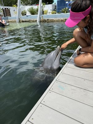 Dolphin Life Key Largo by null