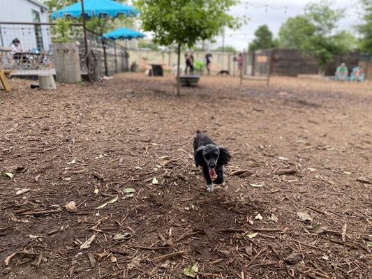 Neighbors Dog Park & Cafe by null