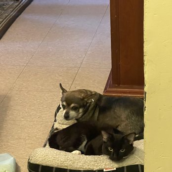 MSPCA Angell - Veterinarians Near Me - Boston, Massachusetts