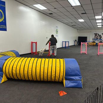 Orion Dog Training - Beginner Agility - Pet Training Near Me - San Jose, California