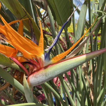 Mari's Gardens - Hey birdie - Nurseries & Gardening Near Me - Mililani, Hawaii