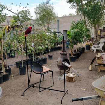 A Tropical Concept Nursery - Nurseries & Gardening Near Me - Phoenix, Arizona