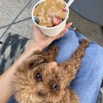 SunLife Organics - Buddha bowl extra peanut butter, no chocolate drizzle or honey - Juice Bars & Smoothies Near Me - West Hollywood, California