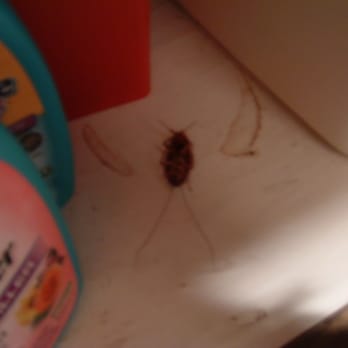 Tauber Properties - Roach in cabinet - Property Management Near Me - Manhattan, New York Tauber Properties - Roach in cabinet - Property Management Near Me - Manhattan, New York