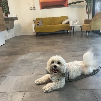 City Bark Miami - Bentley at City Bark Miami - Pet Groomers Near Me - Miami, Florida City Bark Miami - Bentley at City Bark Miami - Pet Groomers Near Me - Miami, Florida