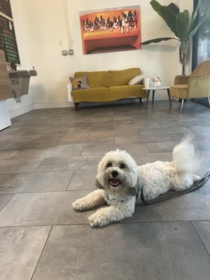 City Bark Miami by null