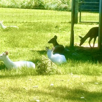 Deer Ranch - Deer relaxing enjoying the sun . - Amusement Parks Near Me - Saint Ignace, Michigan Deer Ranch - Deer relaxing enjoying the sun . - Amusement Parks Near Me - Saint Ignace, Michigan