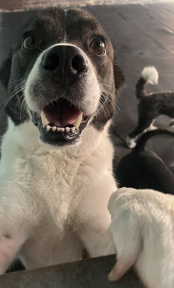 DoggieWorks Reviews 2024 Trustindex.io