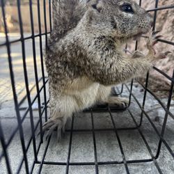 Animal Country Wildlife Removal - Ground squirrel
