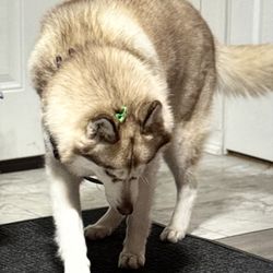 Paws To Heart Dog Grooming - My Alena husky five year-old princess knows her manners give sassy remarks, but will love you forever