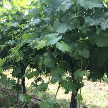 Tranche - Wineries Near Me - Walla Walla, Washington