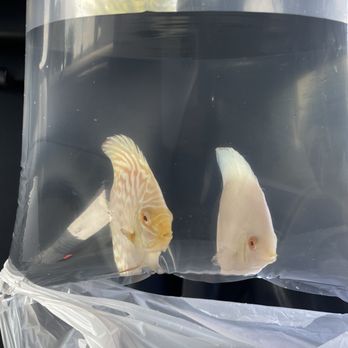 Bright Aquarium - Aquarium Services Near Me - San Jose, California Bright Aquarium - Aquarium Services Near Me - San Jose, California