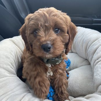 Top Dogz - Pet Breeders Near Me Top Dogz - Pet Breeders Near Me