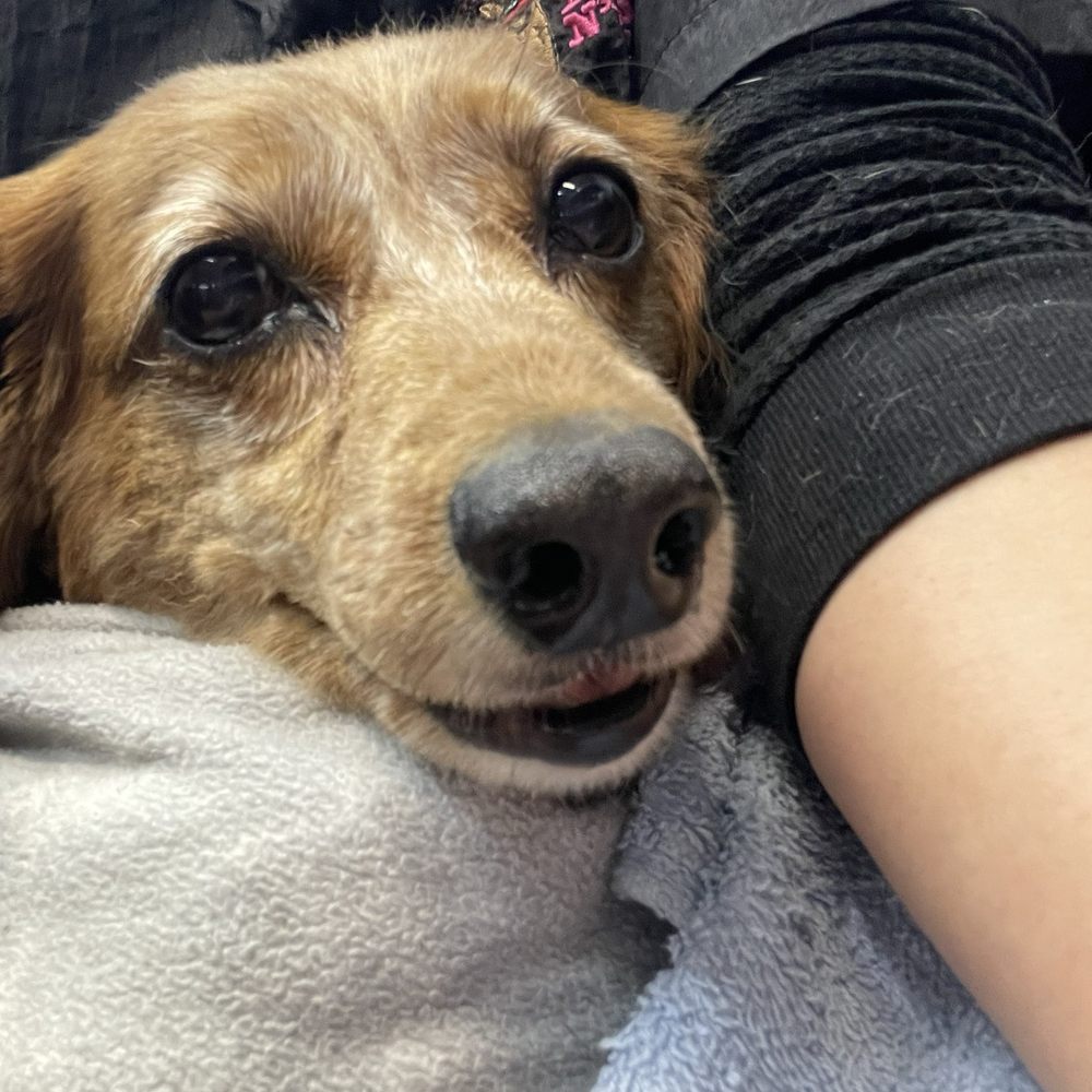 Bright N Shine Pet Dental - Pet Groomers Near Me - Pompano Beach, Florida Bright N Shine Pet Dental - Pet Groomers Near Me - Pompano Beach, Florida