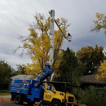 Battle Born Tree Service - Work done today! - Tree Services Near Me - Carson City, Nevada