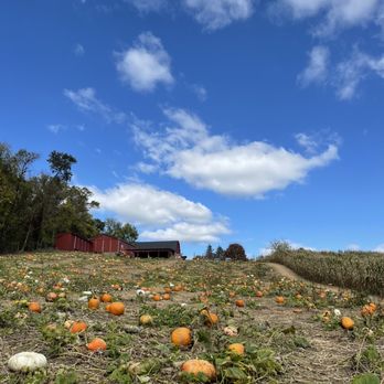 Wegmeyer Farms - a field full of pumpkins - Do-It-Yourself Food Near Me - Hamilton, Virginia