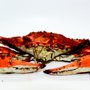 Photo of Cruising Crab