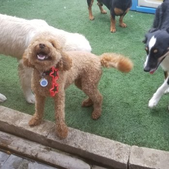 The Pooches Playhouse - All smiles at pooches! - Pet Sitting Near Me - Atlantic Beach, Florida The Pooches Playhouse - All smiles at pooches! - Pet Sitting Near Me - Atlantic Beach, Florida