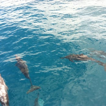 Capt Andy's - Porpoises following us to Na Pali - Boat Tours Near Me - Ele'ele, Hawaii